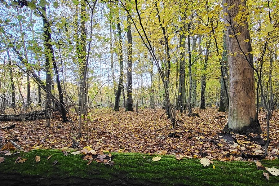 Jesienny las z drzewami o żółknących liściach; na ziemi warstwa opadłych liści, a na pierwszym planie powalony pień pokryty zielonym mchem.